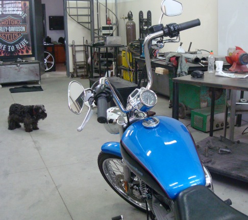 Sportster Fernando Zanatta 01.jpg